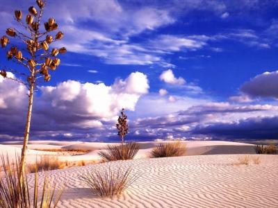 EL DESIERTO TOMADO