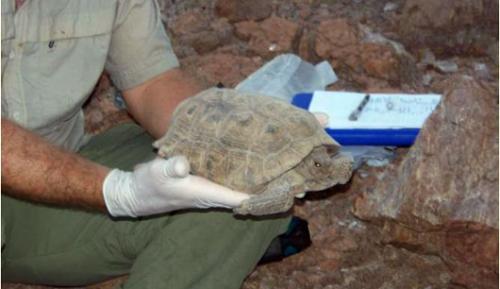 BUSCAN SALVAR LA TORTUGA DEL DESIERTO