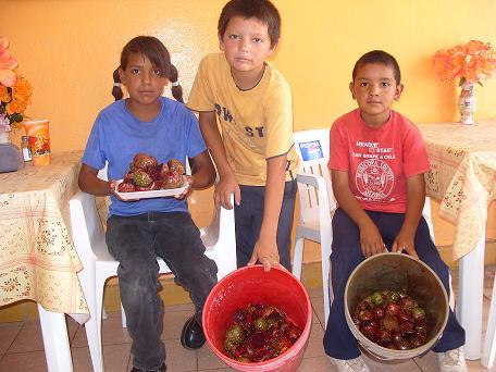 PITAHAYAS